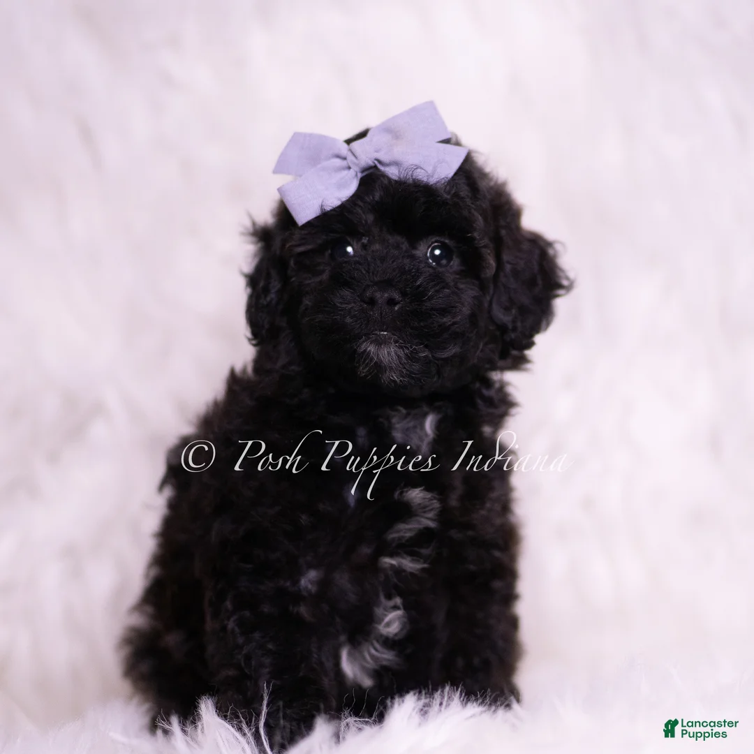 Toy Poodle dogs for sale: Scootaloo - Ad 5