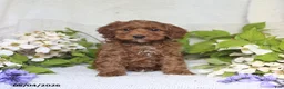 Cockapoo dogs for sale: Joey - Ad 5