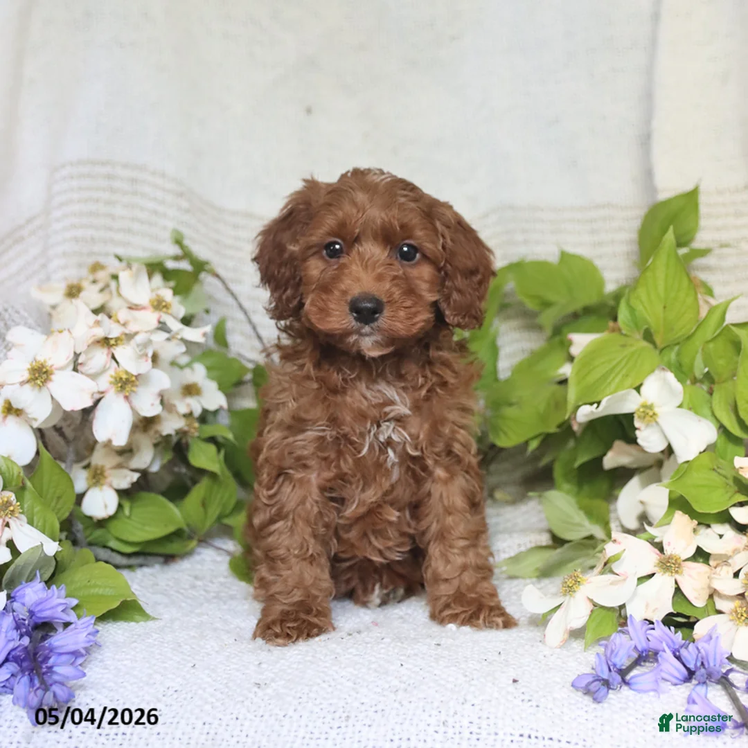 Cockapoo dogs for sale: Joey - Ad 5