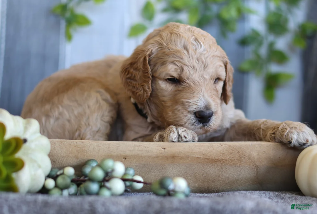 Goldendoodle dogs for sale: Charlie  - Ad 1