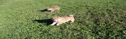 Shiba Inu dogs for sale: Cardigan  - Ad 4