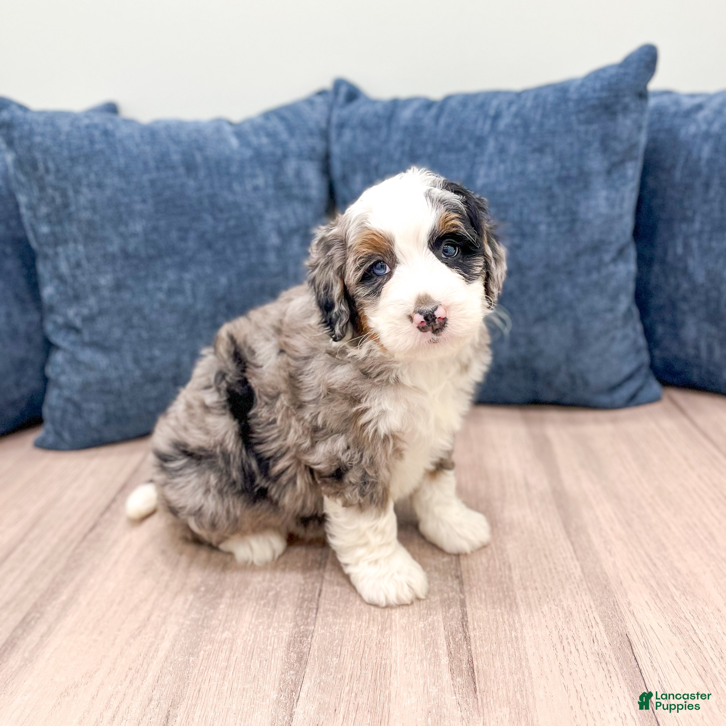Mini Bernedoodle dogs Charlie - Ad 2