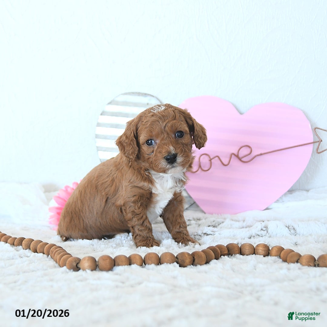 Mini Goldendoodle dogs for sale: Koda - Ad 5