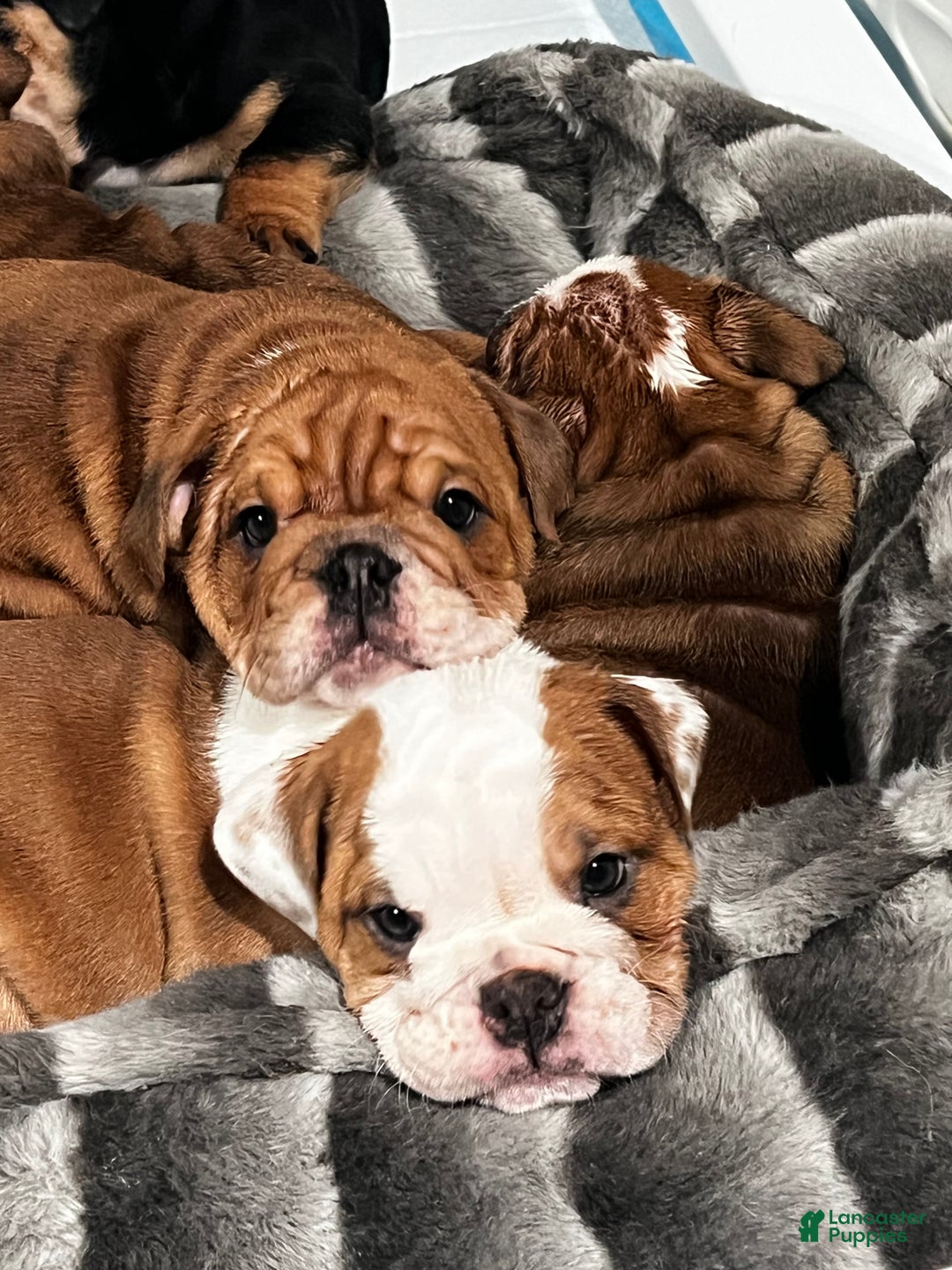 English Bulldog dogs for sale: English Bulldog litter of 5 puppies - Ad 14