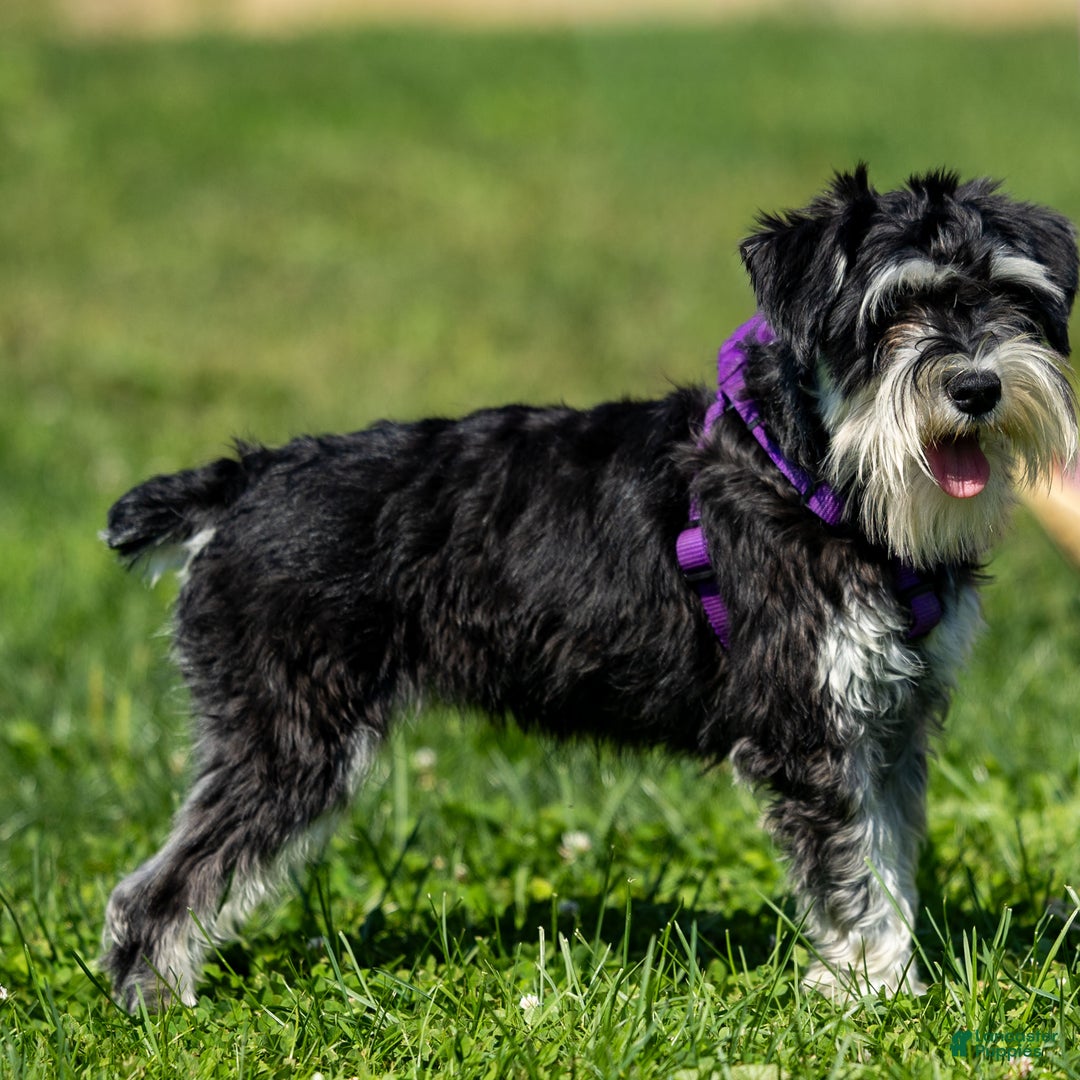 Miniature Schnauzer dogs for sale: Jasmine - Ad 4