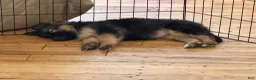 German Shepherd dogs for sale: German Shepherd Puppy 1 - Ad 3