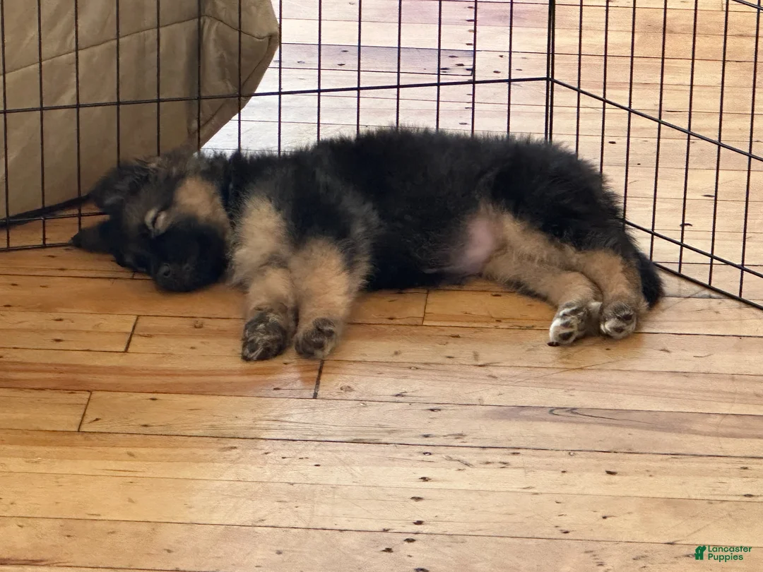 German Shepherd dogs for sale: German Shepherd Puppy 1 - Ad 3