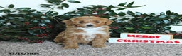 Mini Goldendoodle dogs for sale: Kiki - Ad 1