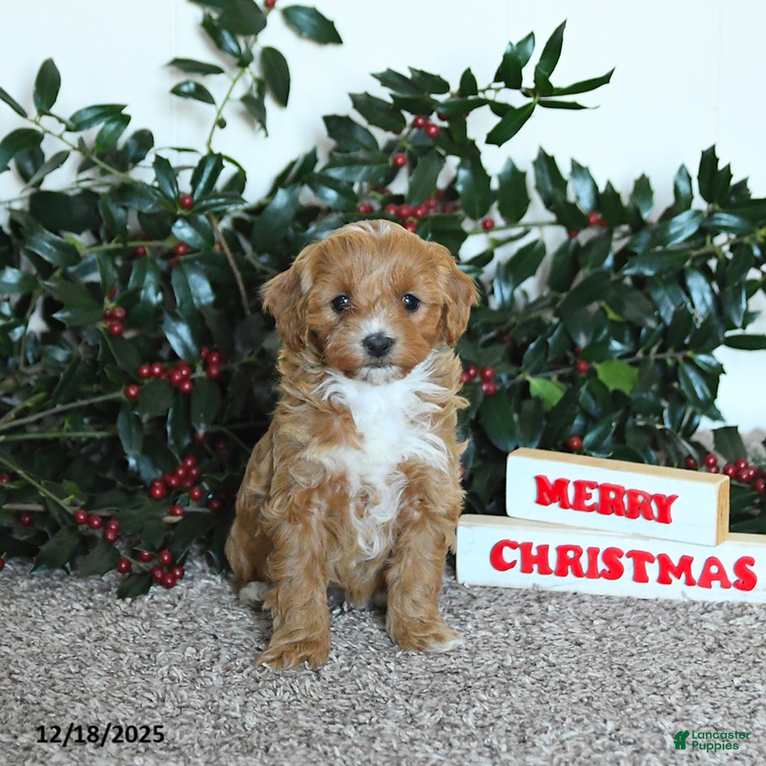 Mini Goldendoodle dogs for sale: Kiki - Ad 1