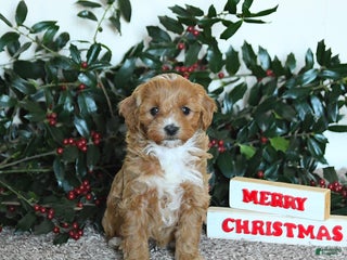 Mini Goldendoodle dogs Kiki - Ad 2