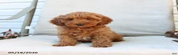 Cockapoo dogs for sale: Jason - Ad 8
