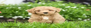 Chewy