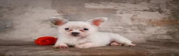 Chihuahua dogs for sale: Alex - Ad 8