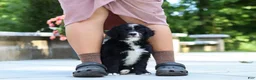 Bernedoodle dogs for sale: Blake - Ad 6