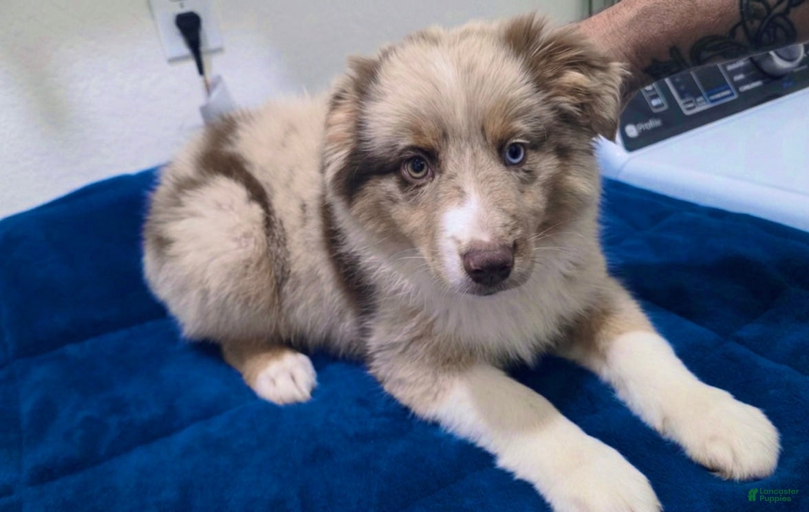 Miniature Australian Shepherd dogs Miniature Australian Shepherd 1 - Ad 10