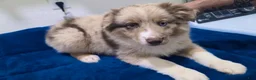 Miniature Australian Shepherd dogs for sale: Miniature Australian Shepherd 1 - Ad 1