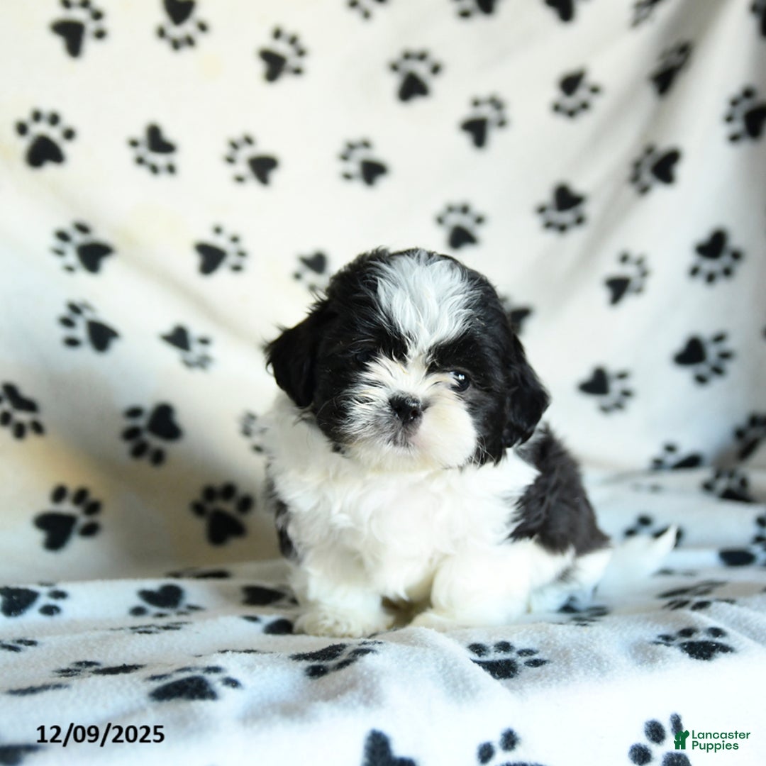 Shih Tzu dogs for sale: Nacho - Ad 4