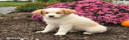 Miniature Australian Shepherd dogs for sale: Jade - Ad 3