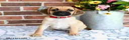 Puggle dogs for sale: Sindy - Ad 3