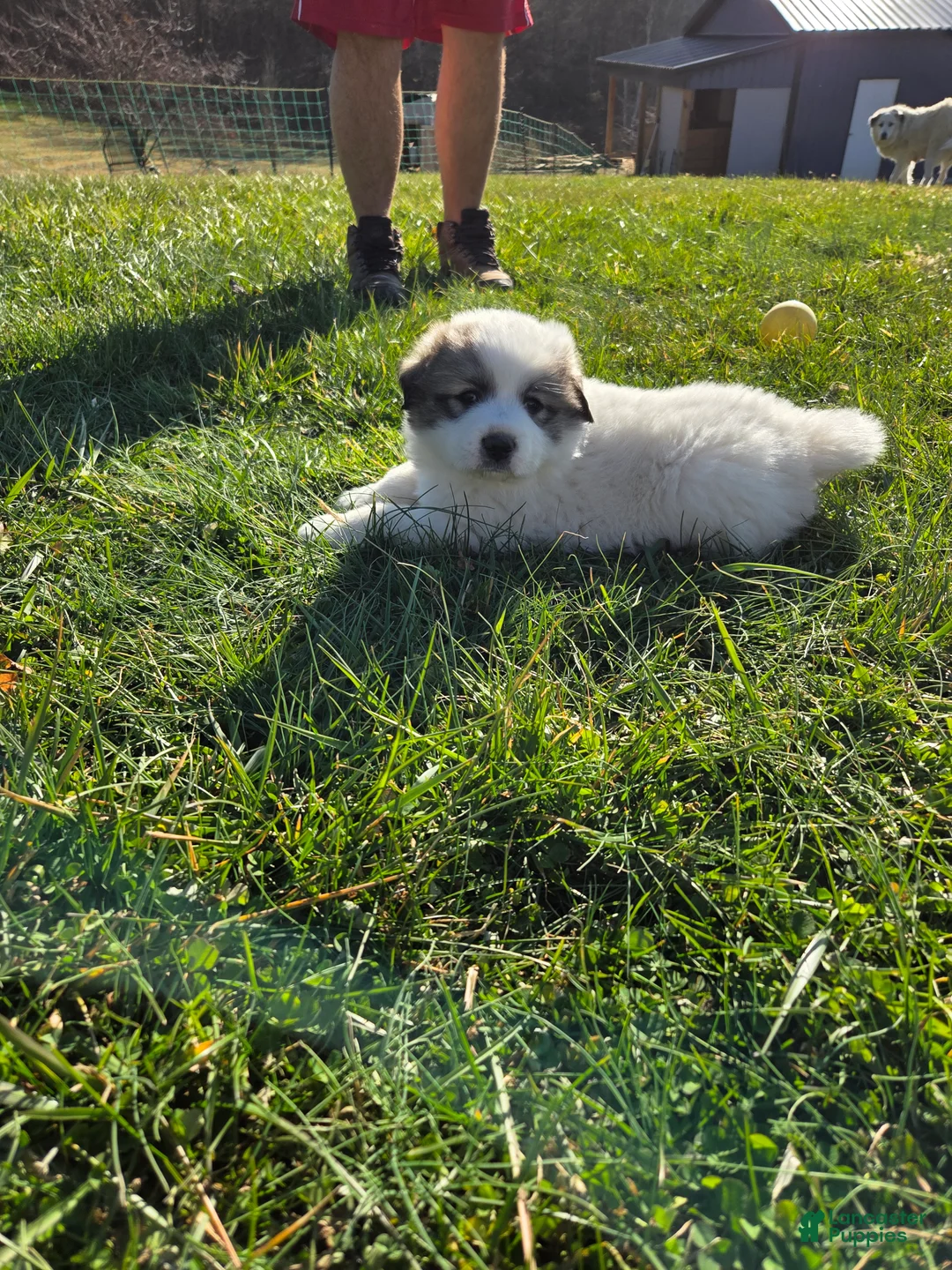 Great Pyrenees dogs for sale: Noel - Ad 5
