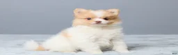 Pomeranian dogs for sale: Tammy - Ad 3