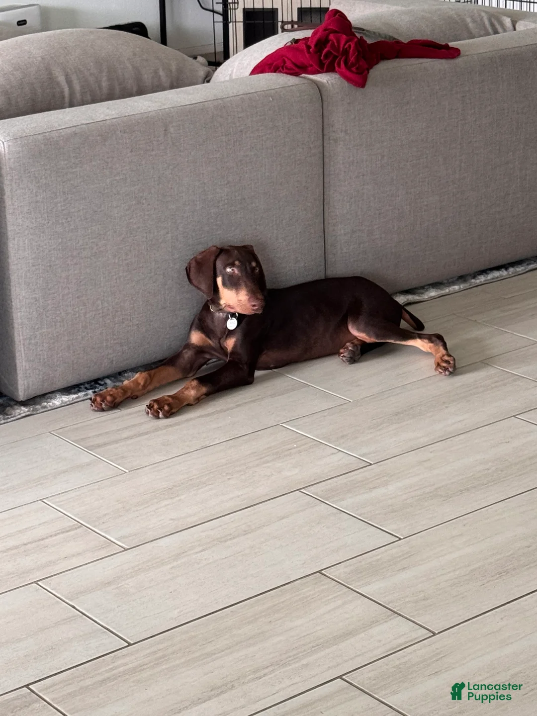 Doberman Pinscher dogs for sale: Doberman Pinscher 1 - Ad 2