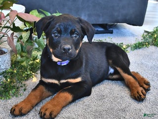 Rottweiler dogs - Ad 33