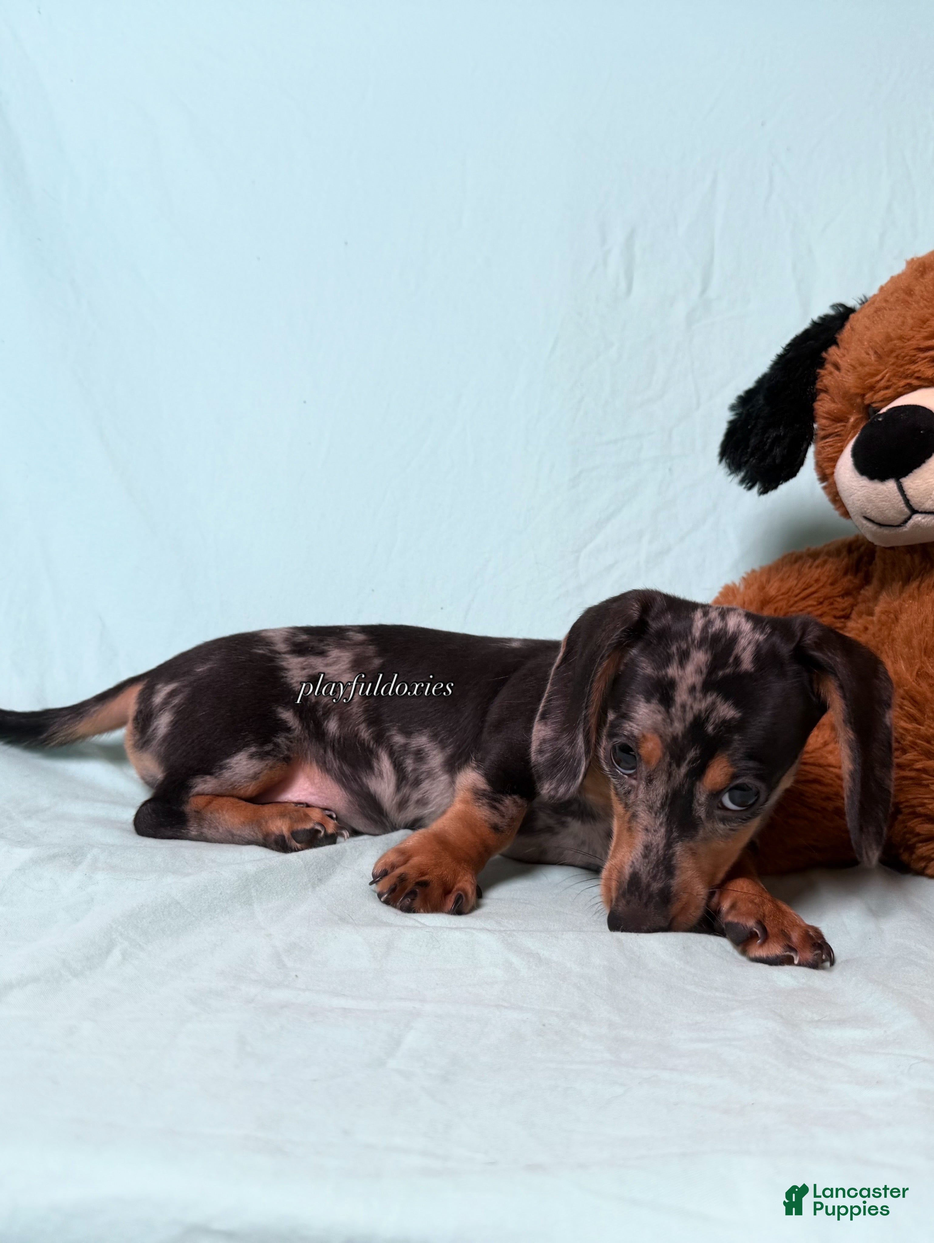 Miniature Dachshund dogs Black and Tan Silver Dapple Smooth Coat Male AKC  - Ad 2