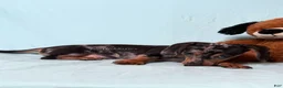 Miniature Dachshund dogs for sale: Black and Tan Silver Dapple Smooth Coat Male AKC  - Ad 3