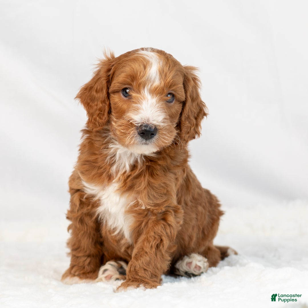 Mini Goldendoodle dogs for sale: Lance - Ad 4