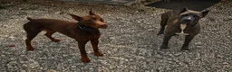 Mixed Breed dogs for sale: purple - Ad 5