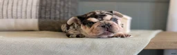 French Bulldog dogs for sale: River - Ad 15
