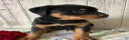 Rottweiler dogs for sale: Axel - Ad 2