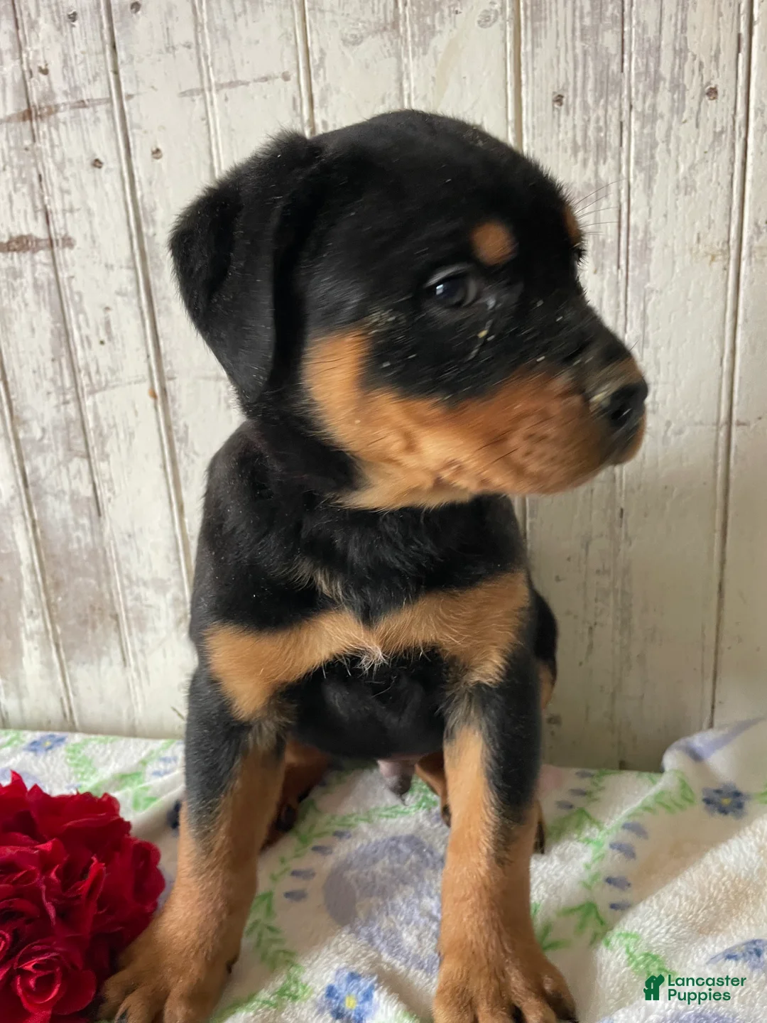 Rottweiler dogs for sale: Axel - Ad 2