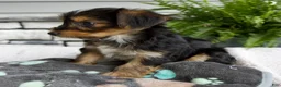 Morkie dogs for sale: Wendy - Ad 3