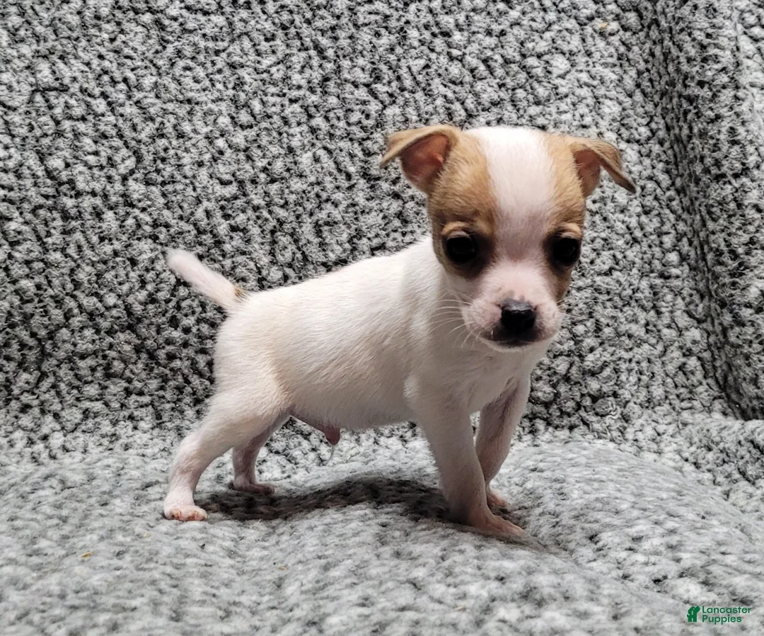 Jack Russell Terrier dogs for sale: Westfork's TATER - Ad 2