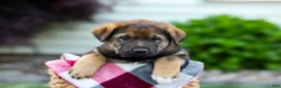 Sheprador dogs for sale: Bruno - Ad 1