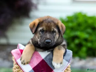 Sheprador dogs for sale: Bruno - Ad 2