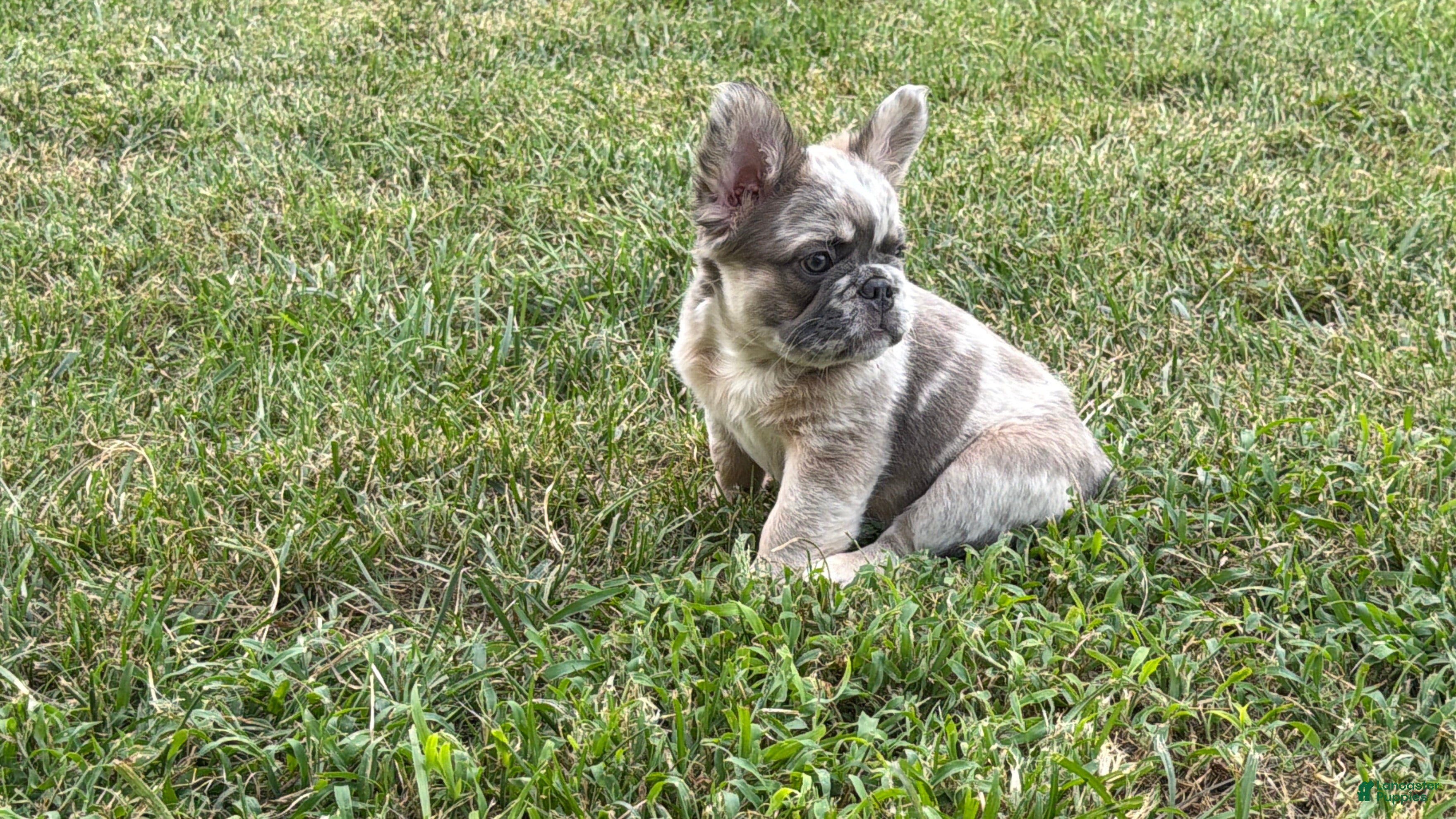 French Bulldog dogs Prada  - Ad 2
