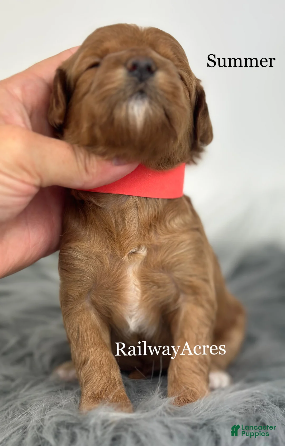 Mini Goldendoodle dogs for sale: Summer - Ad 3