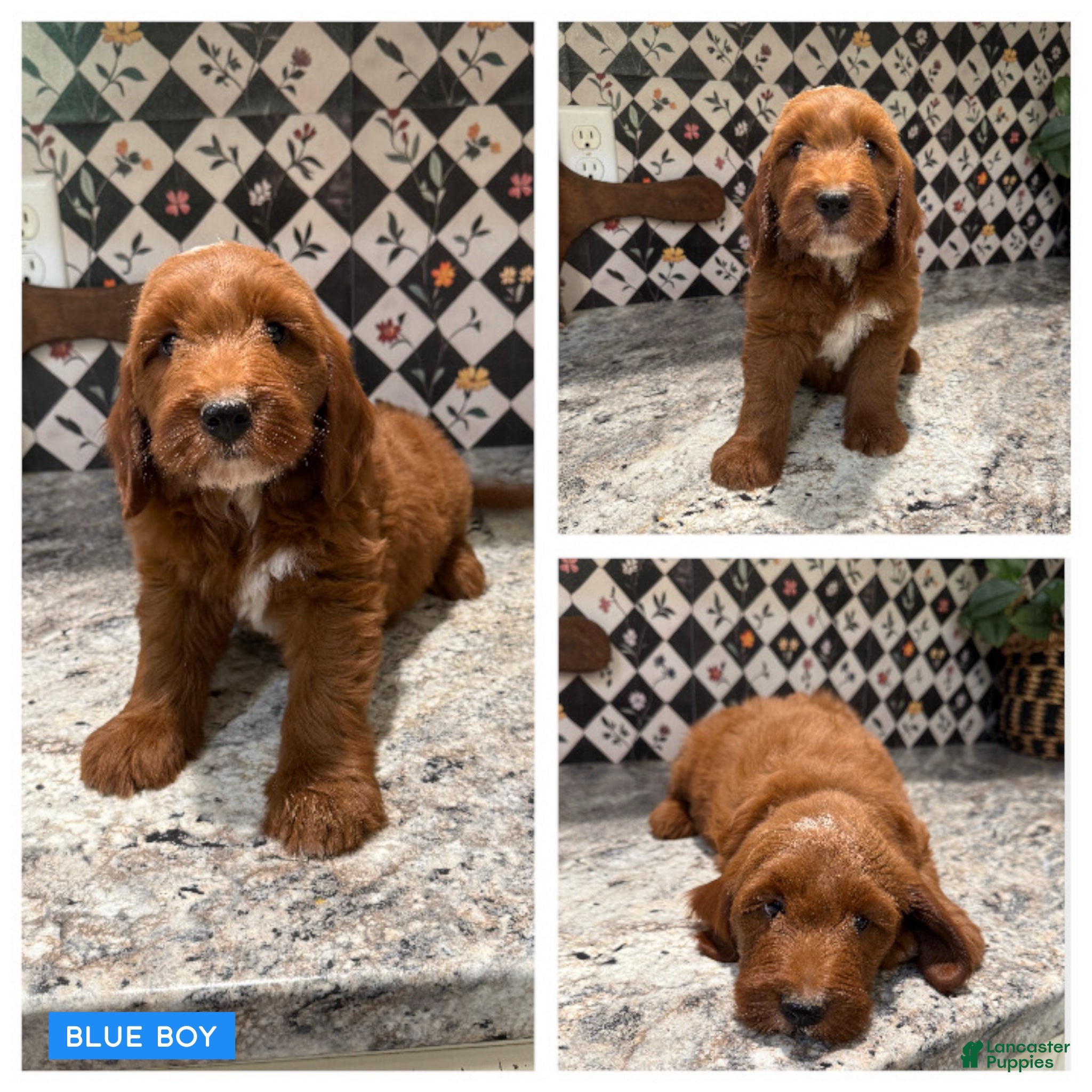 Mini Goldendoodle dogs Mini Goldendoodle 1 - Ad 1