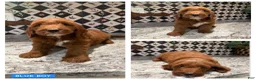Mini Goldendoodle dogs for sale: Mini Goldendoodle 1 - Ad 1