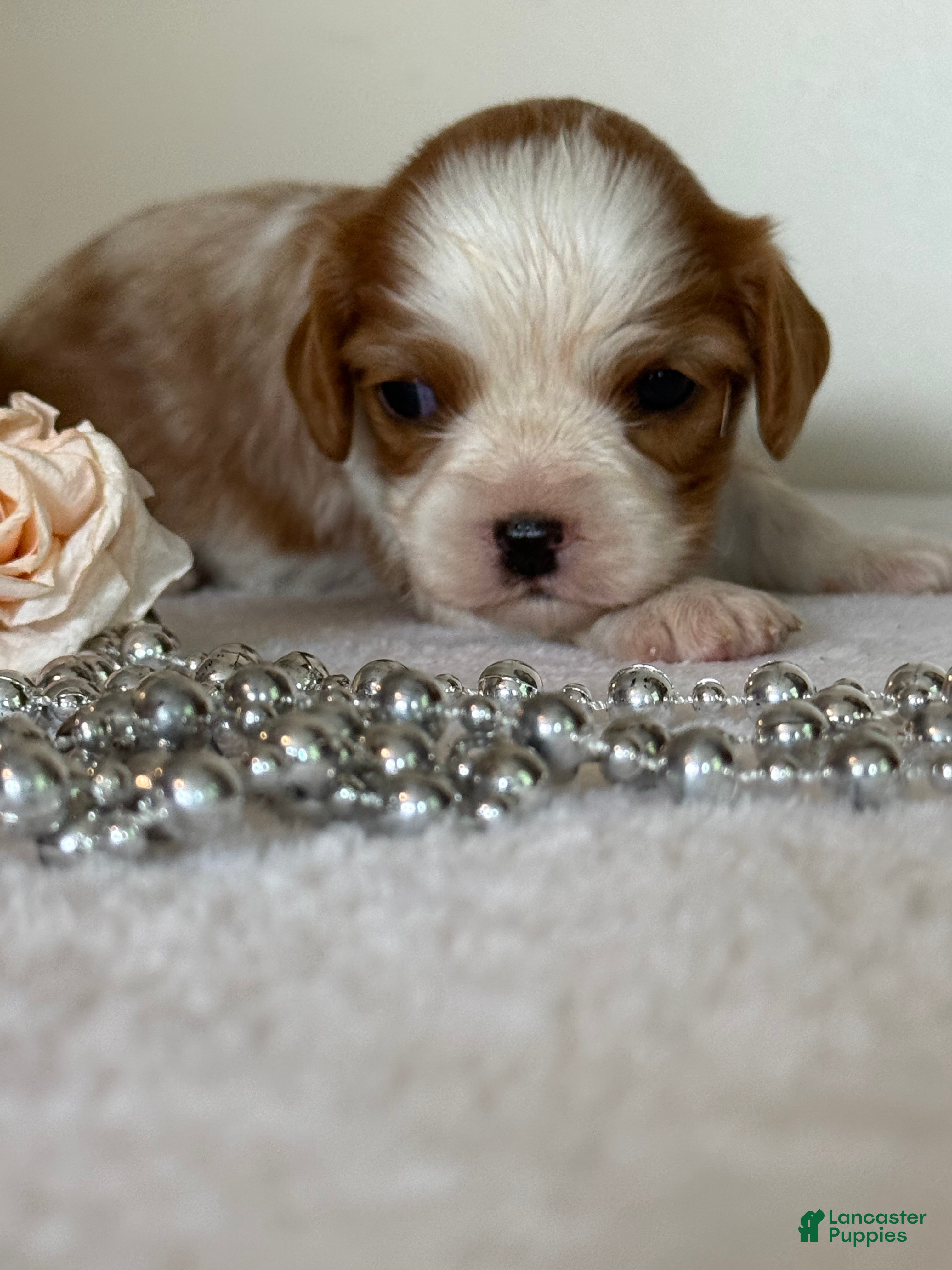 Cavalier King Charles Spaniel dogs Loyal Cavalier King Charles Spaniel  - Ad 1