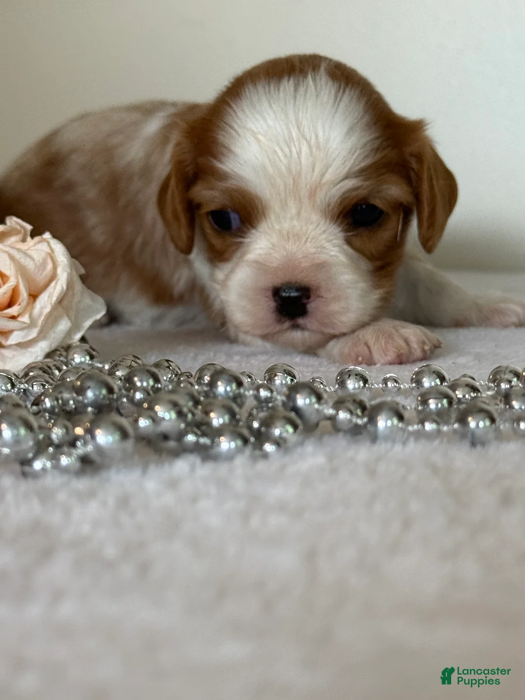 Cavalier King Charles Spaniel dogs for sale: Loyal Cavalier King Charles Spaniel  - Ad 1