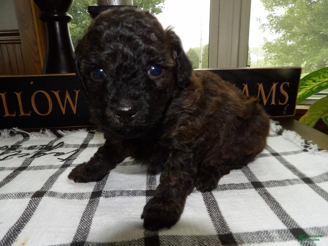 Gallery Image {{count}}