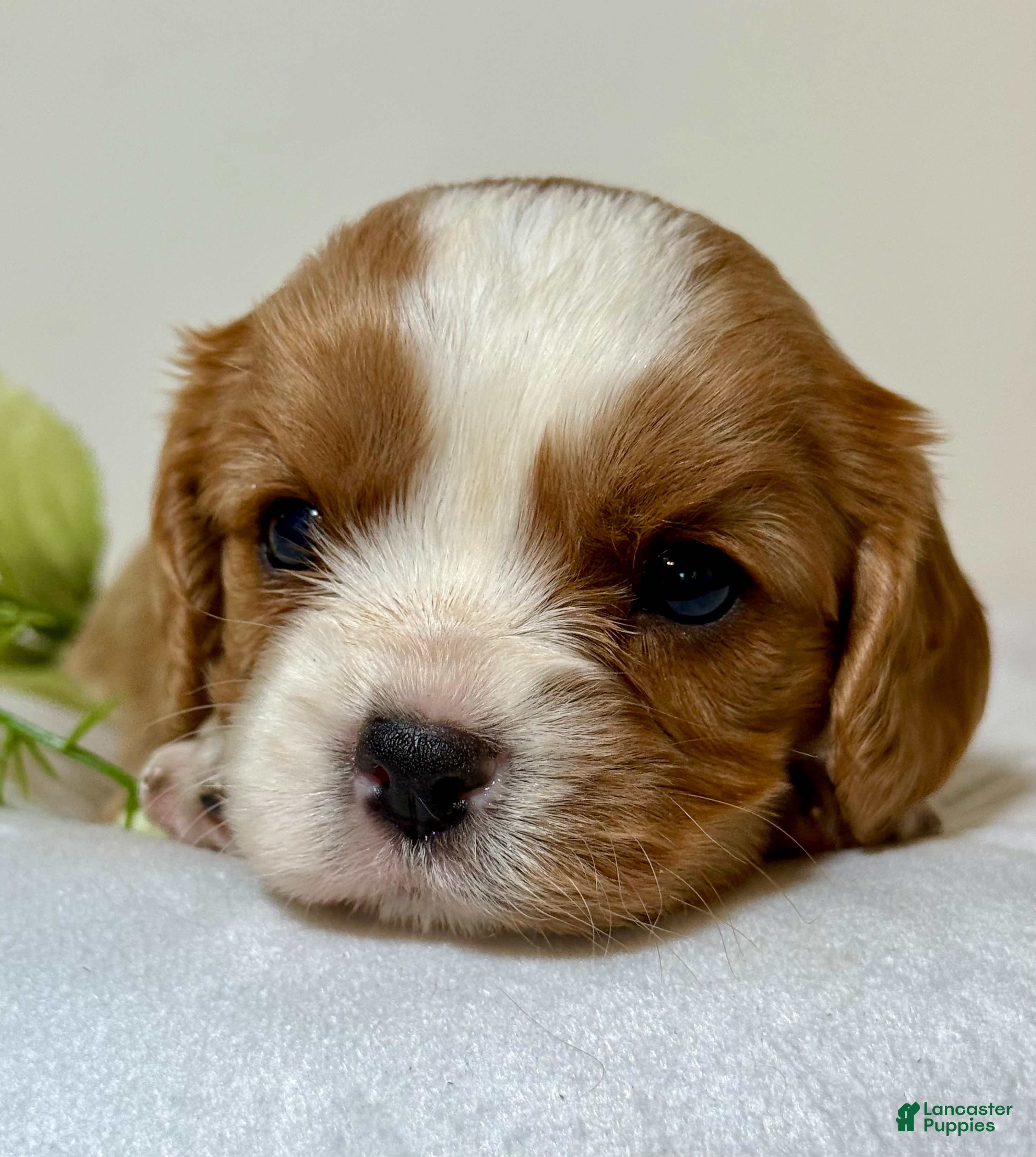 Cavalier King Charles Spaniel dogs Trooper Cavalier King Charles Spaniel  - Ad 2