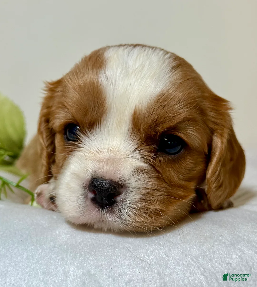 Cavalier King Charles Spaniel dogs for sale: Trooper Cavalier King Charles Spaniel  - Ad 2