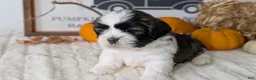 Shih Tzu dogs for sale: Kylo - Ad 11