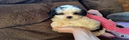Teddy Bear dogs for sale: Rocky - Ad 5