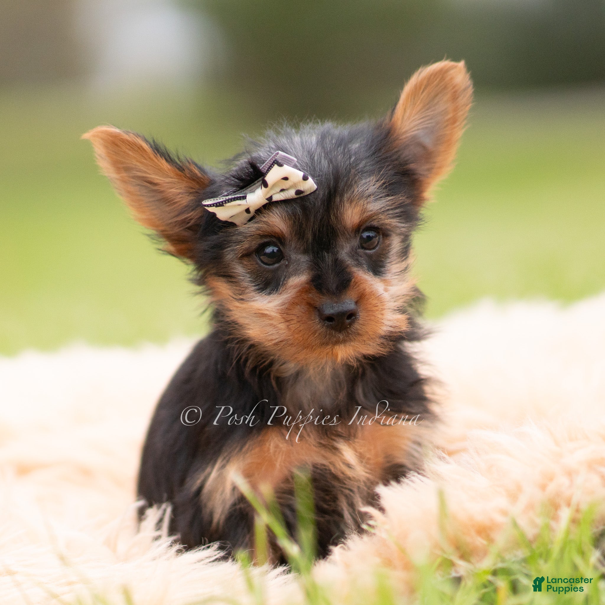 Yorkshire Terrier dogs Sparky - Ad 30